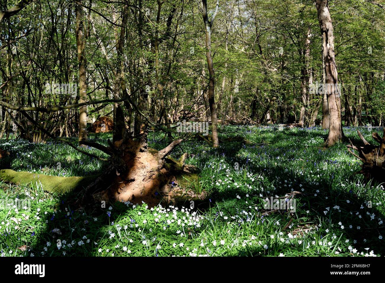 Ancient woodland uk Stock Photo - Alamy