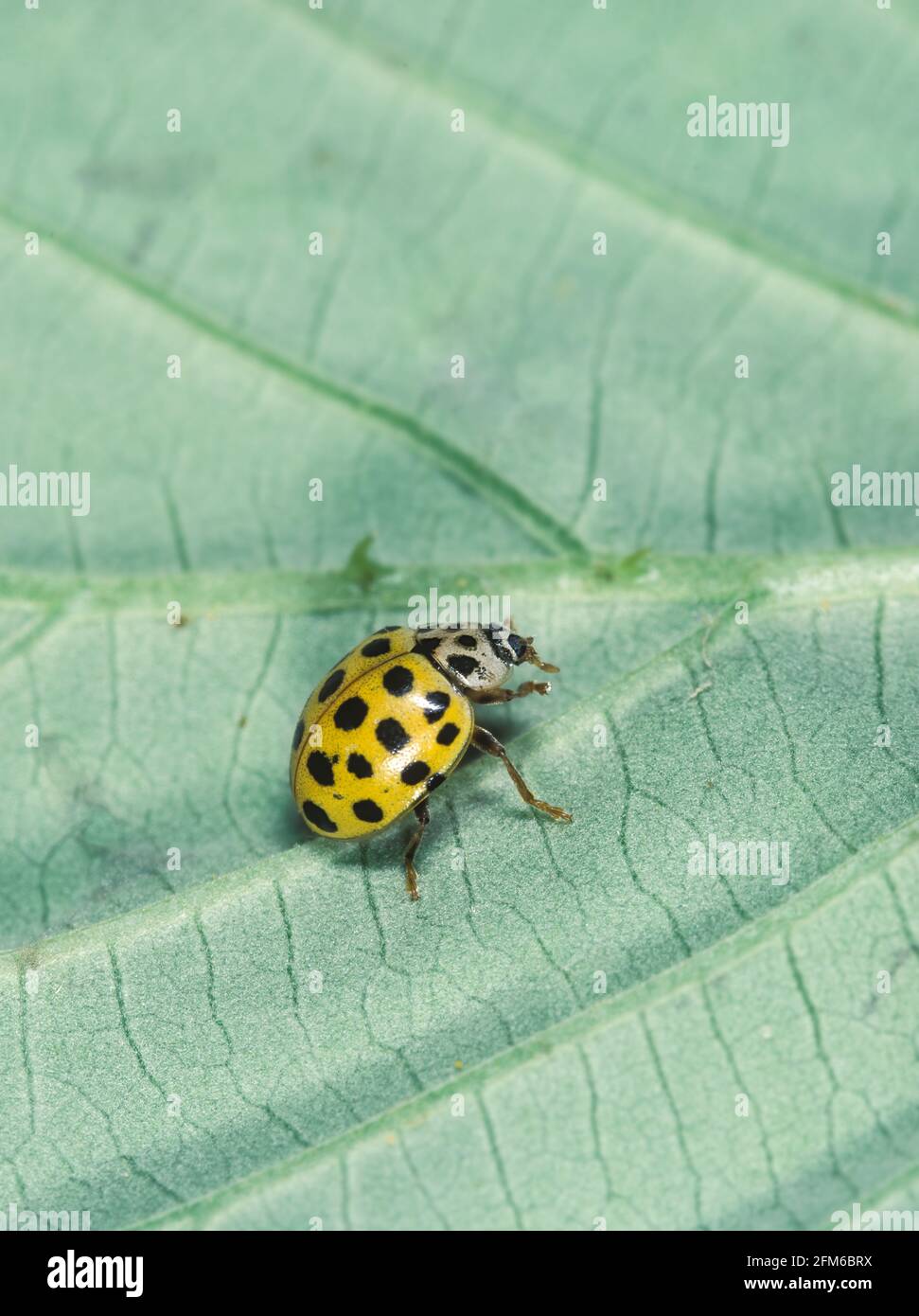 psyllobora-vigintiduopunctata-high-resolution-stock-photography-and