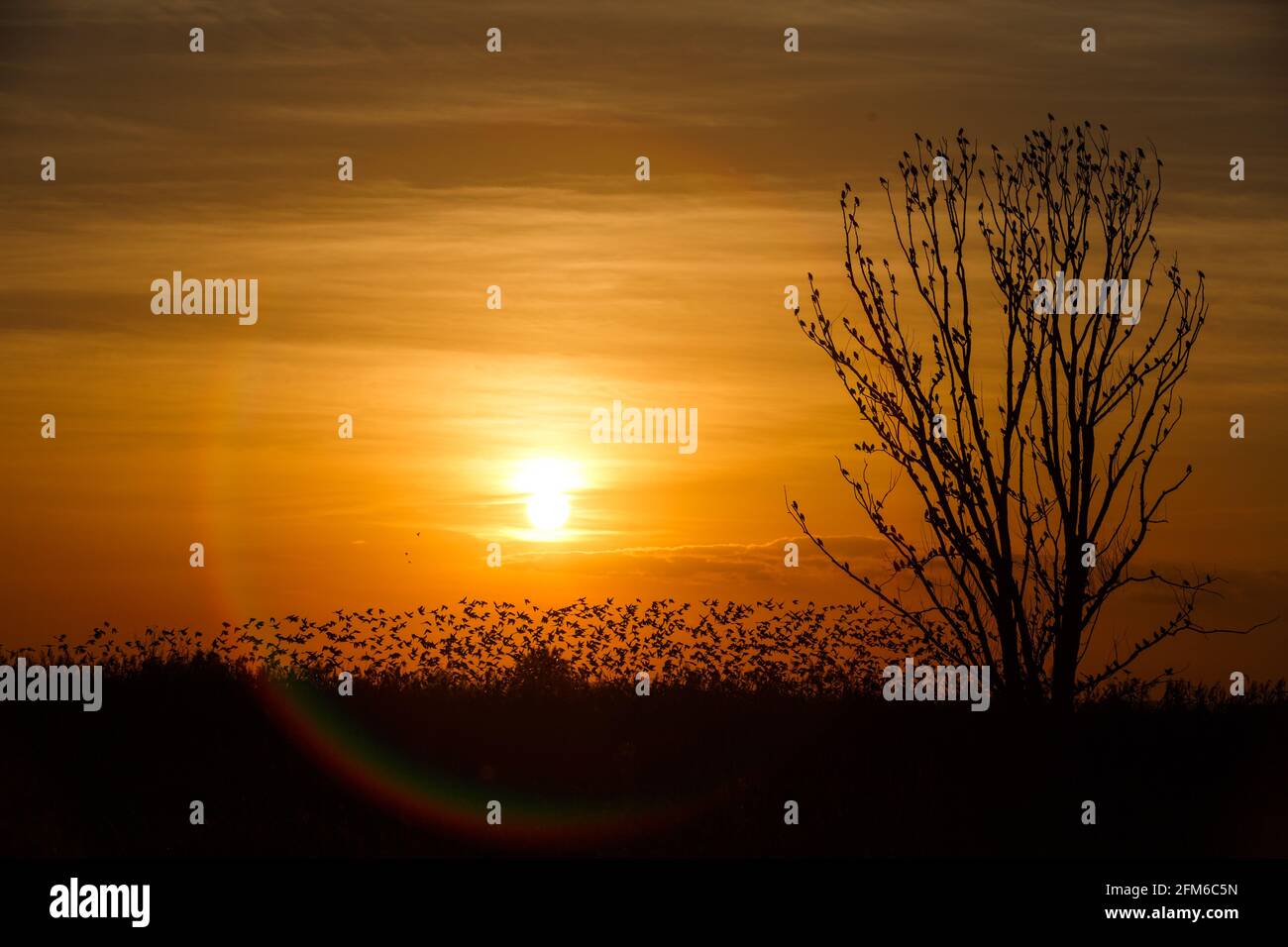 Tree Against Sunlight The Tree against sunlight over sky background in sunset with a fighting ...