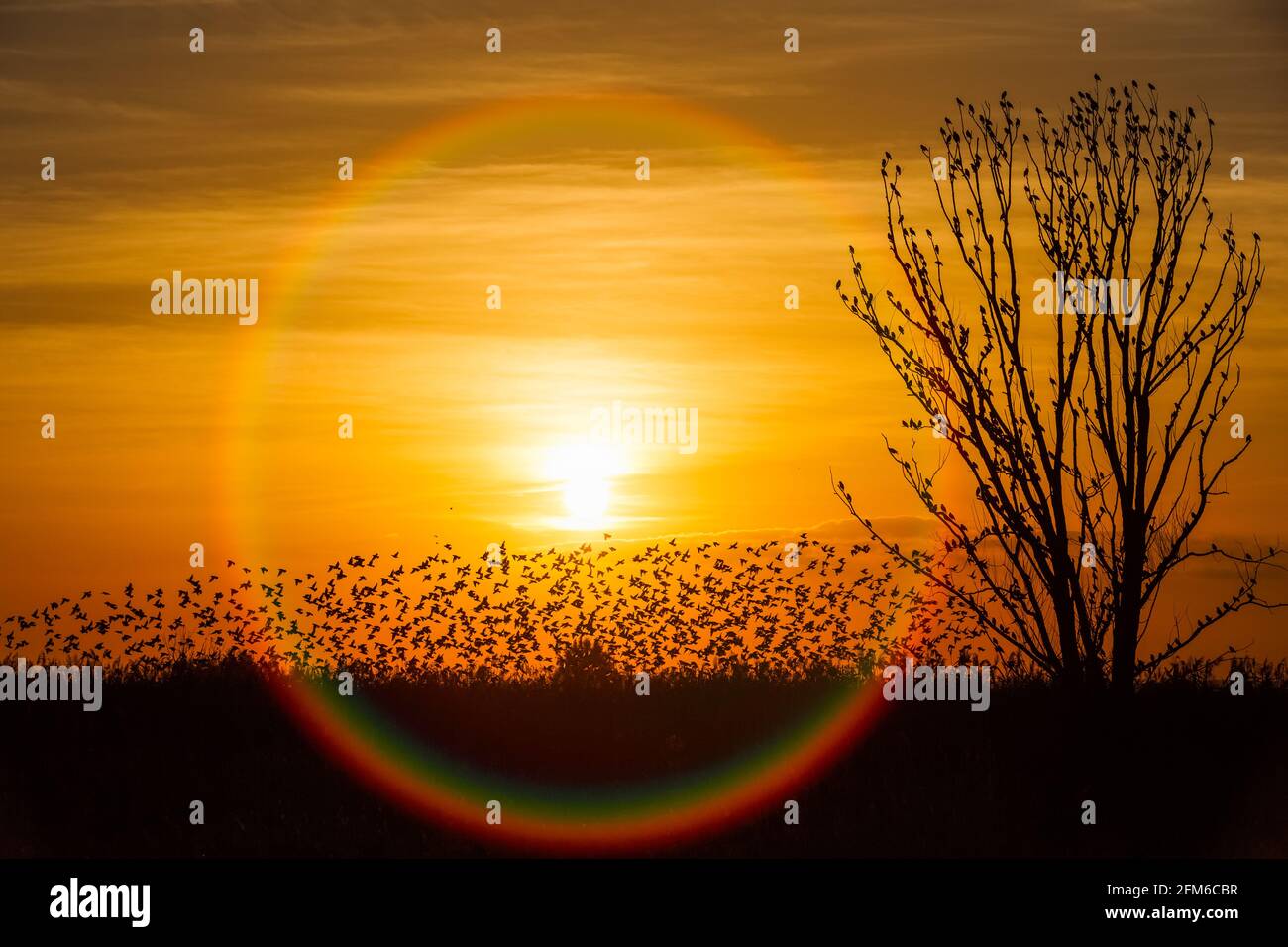Tree Against Sunlight The Tree against sunlight over sky background in sunset with a fighting ...
