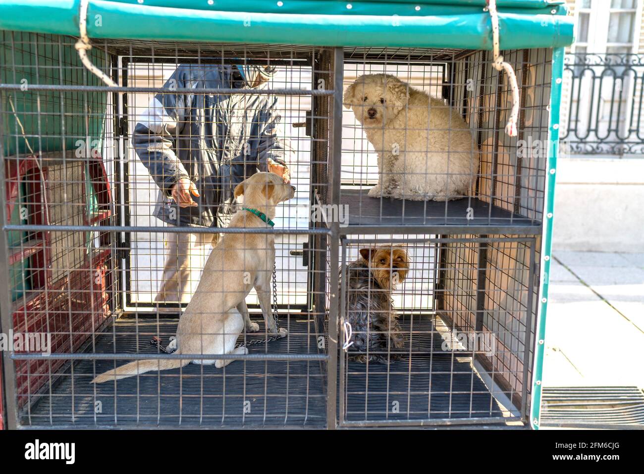 Dogs sitting in the trunk of a motorcycle for after a ride Stock Photo