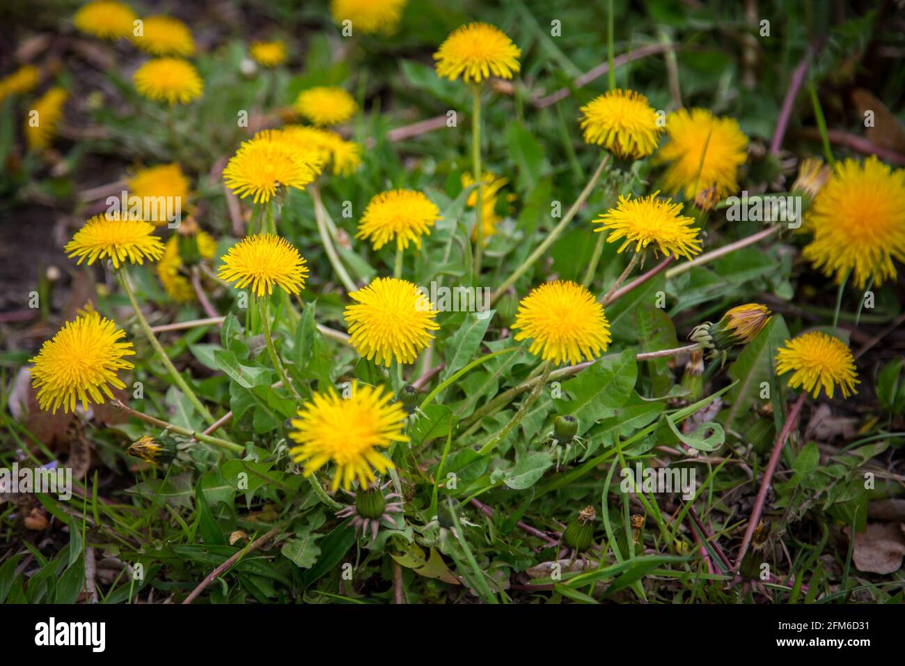 Dandelions, yellow spring flowers (Taraxum officinale) Stock Photo