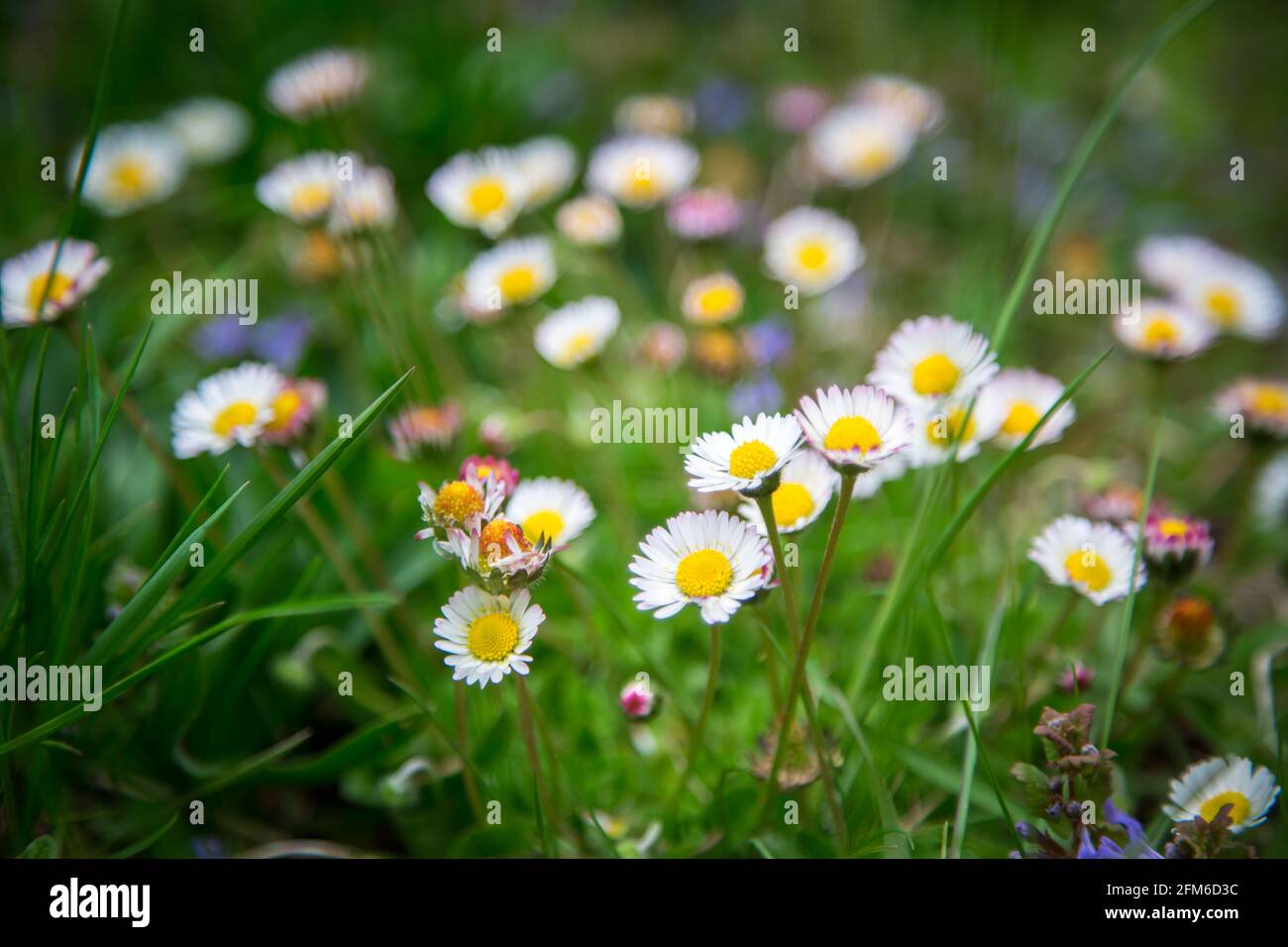 Daisies, gowan, white small spring flowers (Bellis perennis) Stock Photo
