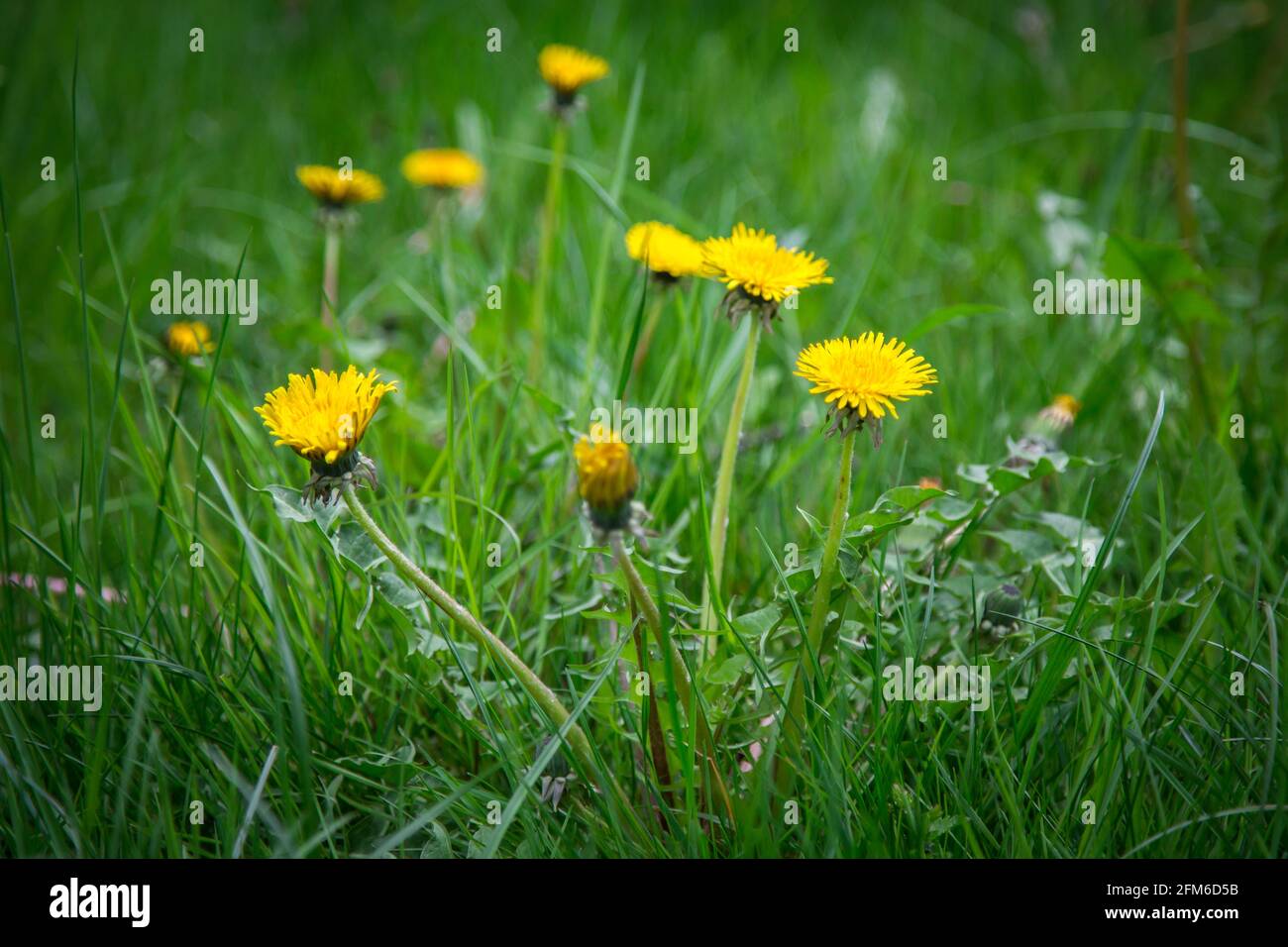 Dandelions, yellow spring flowers (Taraxum officinale) Stock Photo