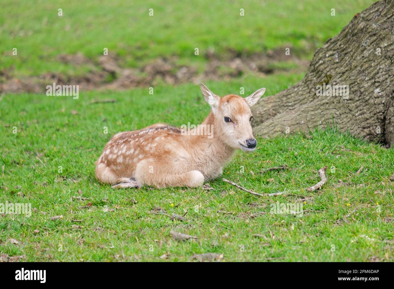 Just chilling!  Young fallow fawn deer smiles while taking it easy on a sunny English Spring day. Woburn, England. Stock Photo