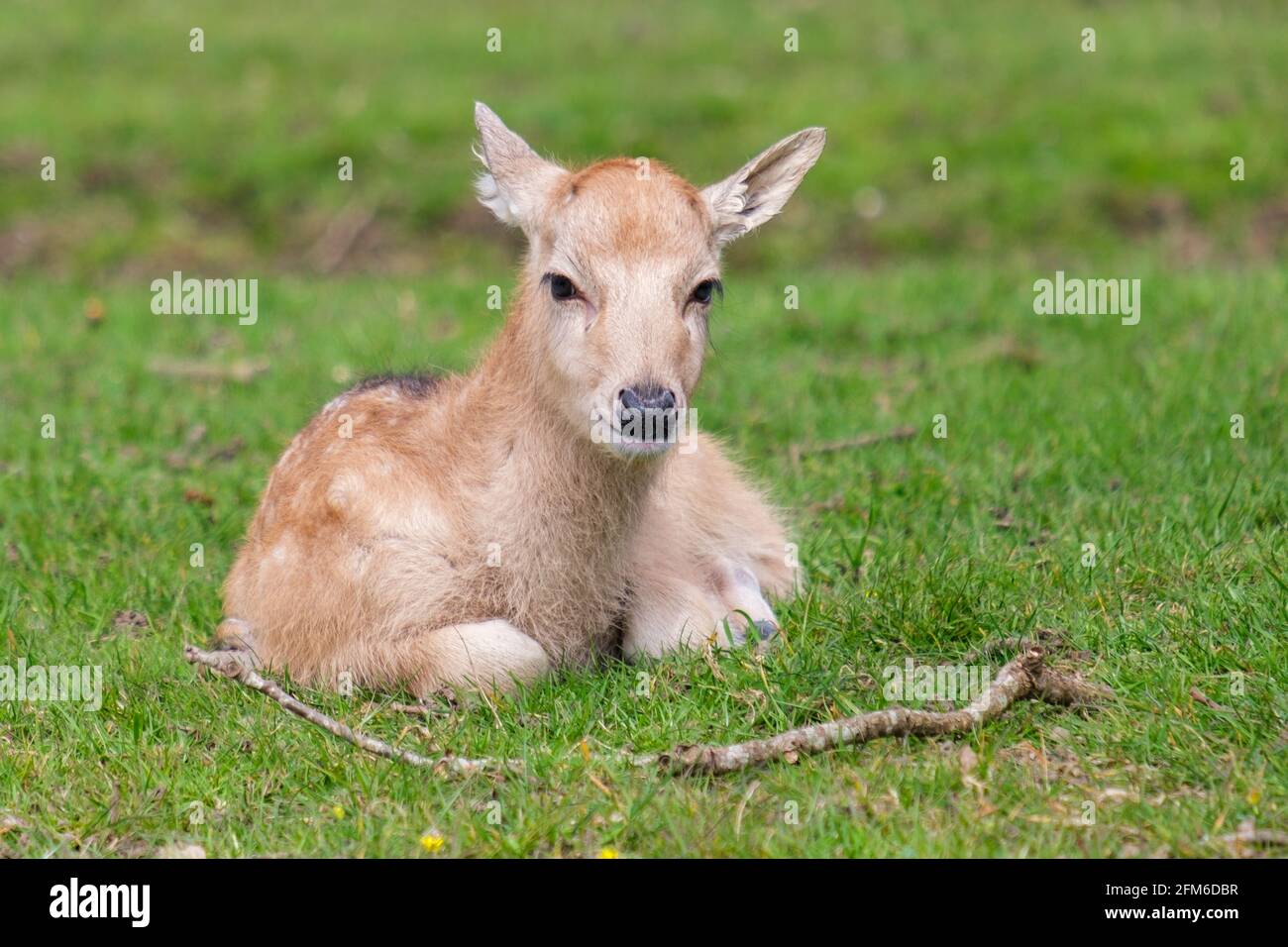 Just chilling!  You looking at me? Young fallow fawn deer taking it easy on a sunny English Spring day. Woburn, England. Stock Photo