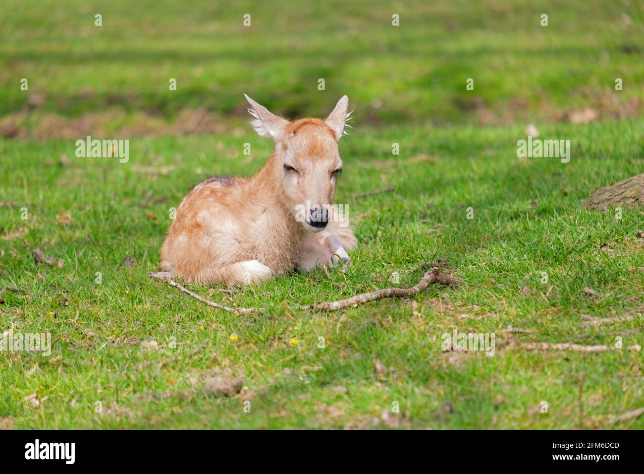 Sleepy head!  Young fallow fawn deer dozing while taking it easy on a sunny English Spring day. Woburn, England. Stock Photo