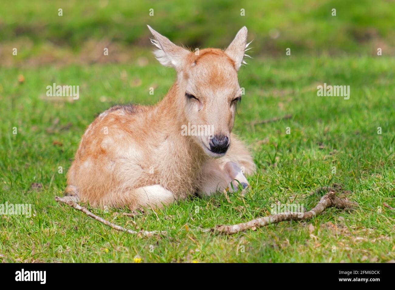 Sleepy head!  Young fallow fawn deer dozing while taking it easy on a sunny English Spring day. Woburn, England. Stock Photo