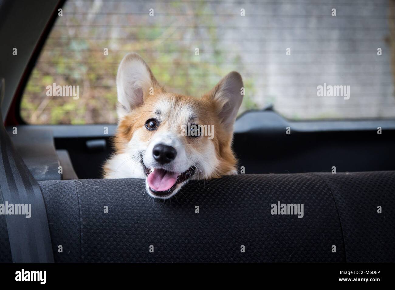 Welsh Corgi Pembroke sitting in the car and waiting for his owner Stock Photo
