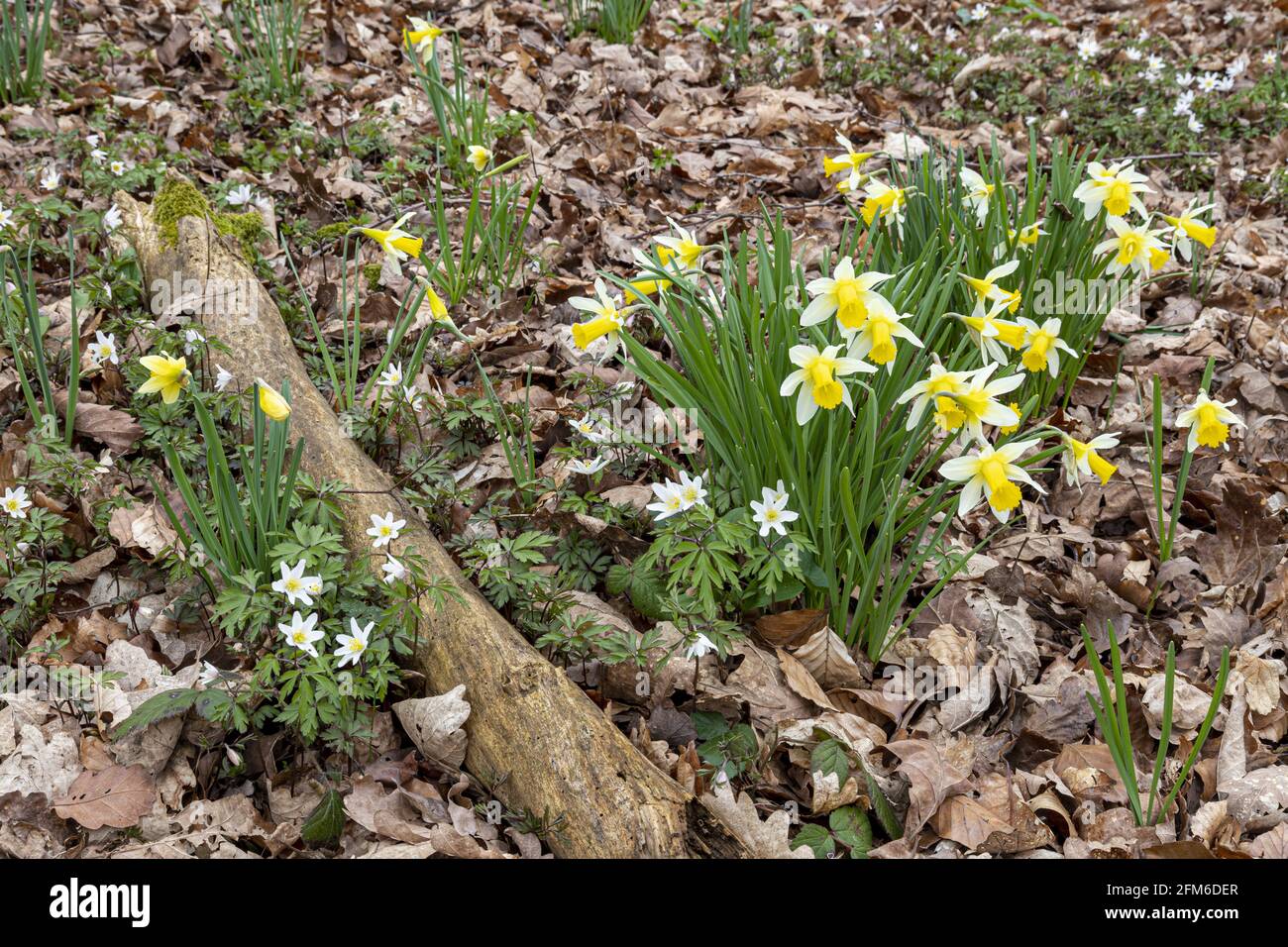 Wild daffodils (Narcissus pseudonarcissus) and wood anemones (Anemone nemorosa) in early spring in Betty Daws Wood at Four Oaks, near Kempley, Glouces Stock Photo