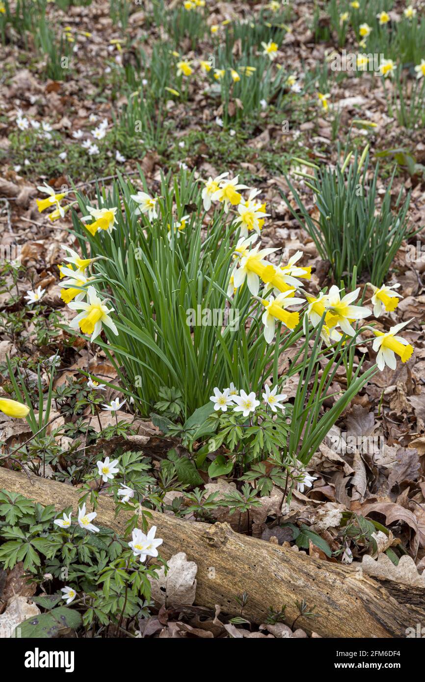 Wild daffodils (Narcissus pseudonarcissus) and wood anemones (Anemone nemorosa) in early spring in Betty Daws Wood at Four Oaks, near Kempley, Glouces Stock Photo