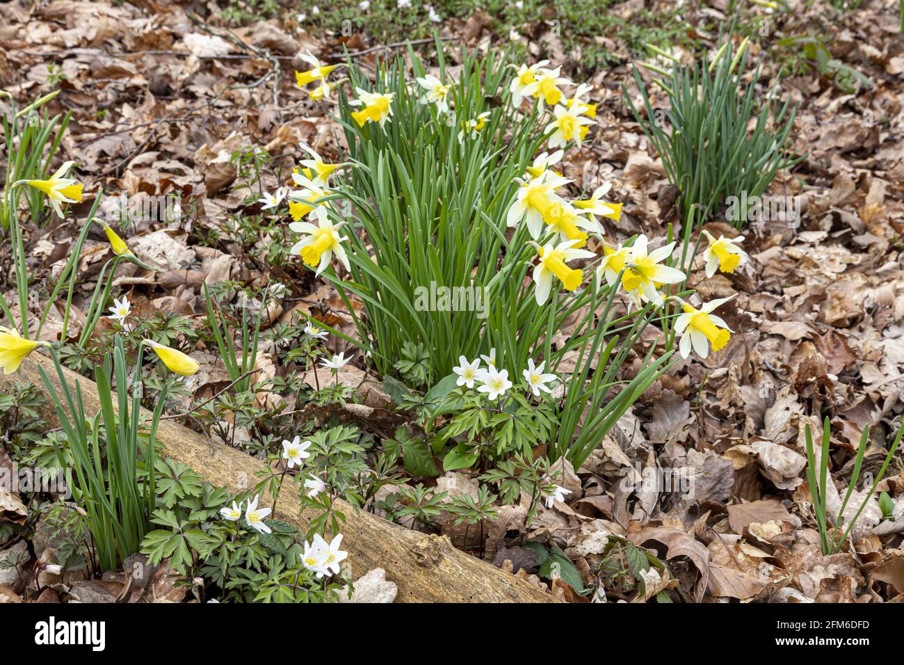 Wild daffodils (Narcissus pseudonarcissus) and wood anemones (Anemone nemorosa) in early spring in Betty Daws Wood at Four Oaks, near Kempley, Glouces Stock Photo