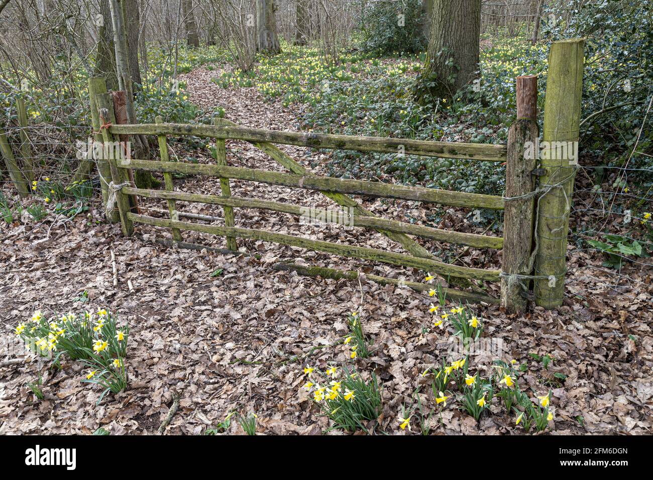 A five bar gate into the wild daffodils (Narcissus pseudonarcissus) in early spring in Betty Daws Wood at Four Oaks, near Kempley, Gloucestershire UK Stock Photo
