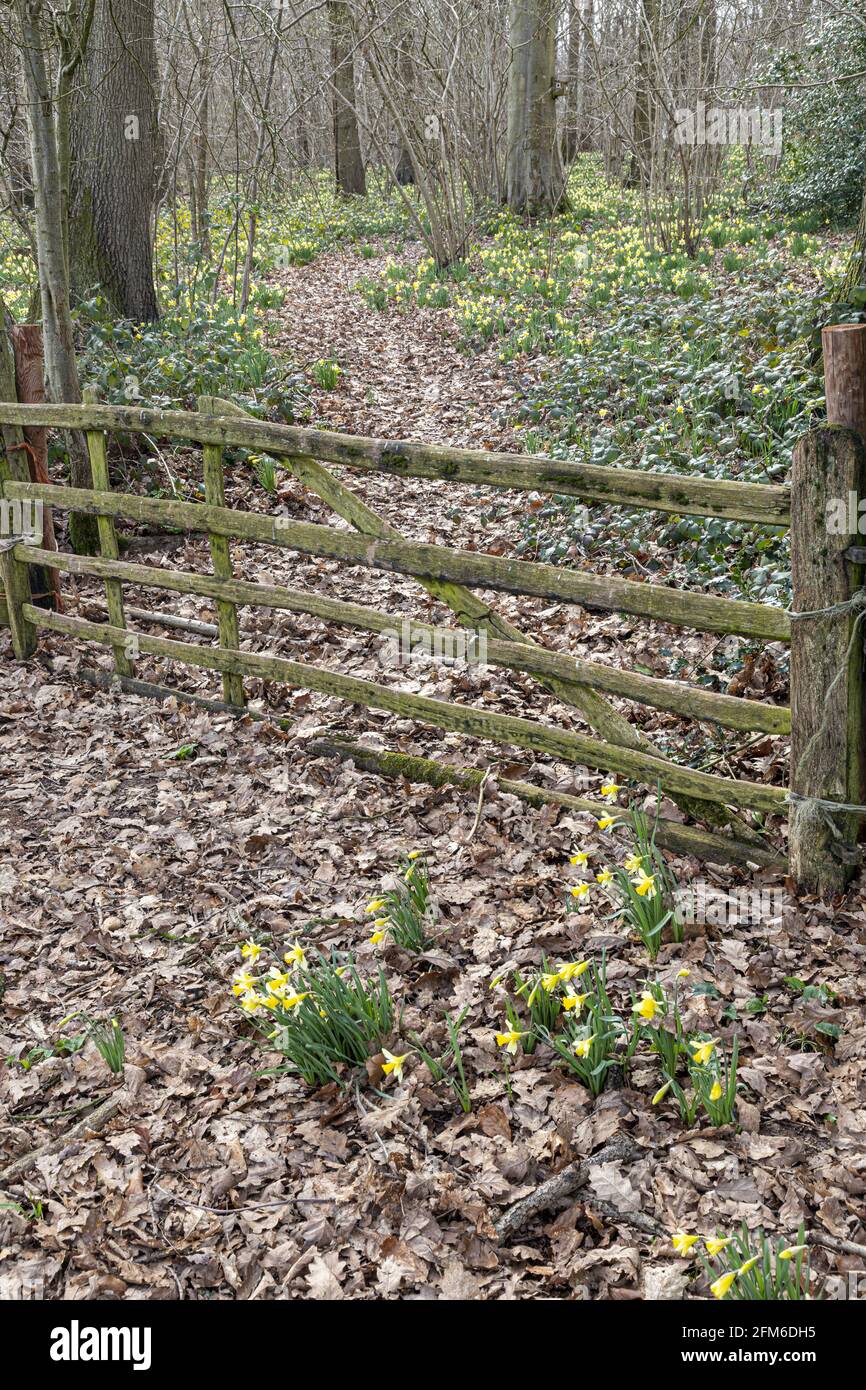 A five bar gate into the wild daffodils (Narcissus pseudonarcissus) in early spring in Betty Daws Wood at Four Oaks, near Kempley, Gloucestershire UK Stock Photo