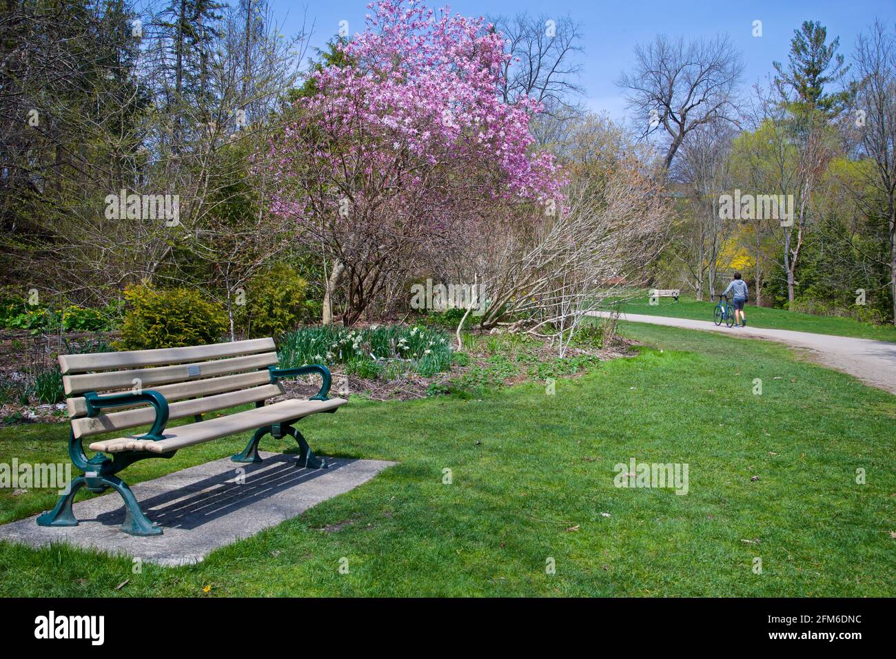 Adult man walking in the park with a bicycle in springtime with blooming pink crab apple tree Stock Photo