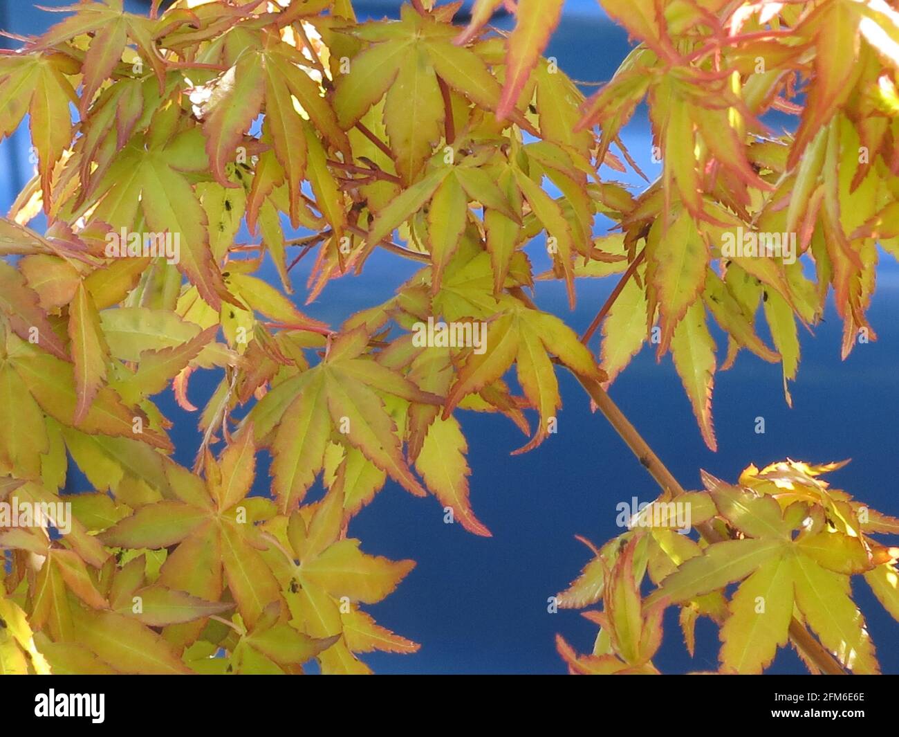 Close-up of the foliage of Acer palmatum (Mizuho beni) with small green leaves edged in red looking almost golden against a royal blue car. Stock Photo