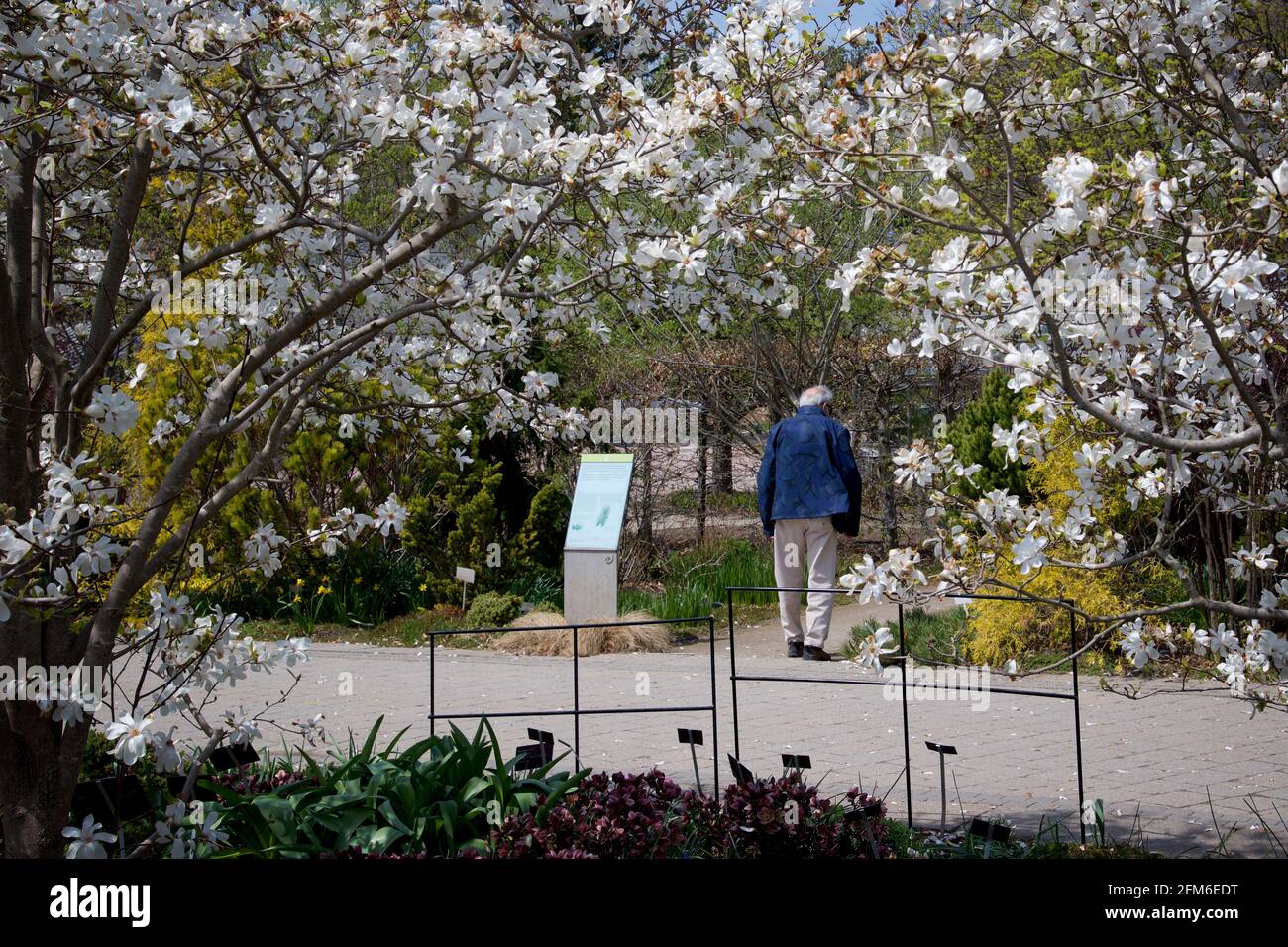 A senior adult enjoys the springtime at the park with blossom magnolia flowers. Stock Photo