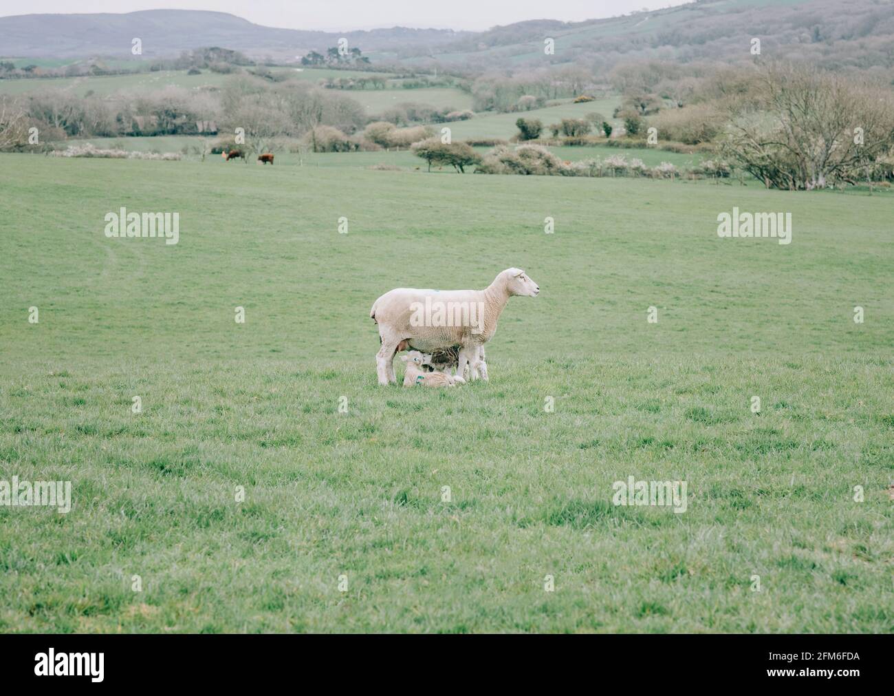 Sheep Farming Illustration High Resolution Stock Photography And Images Alamy