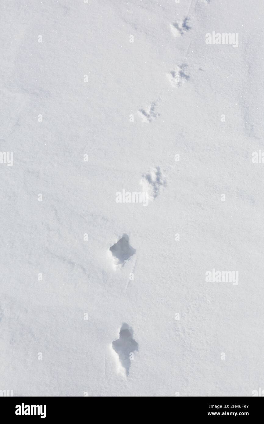 Rock ptarmigan (Lagopus muta / Lagopus mutus) tracks / footprints in the snow in winter showing transition from deep snow to hard crust Stock Photo