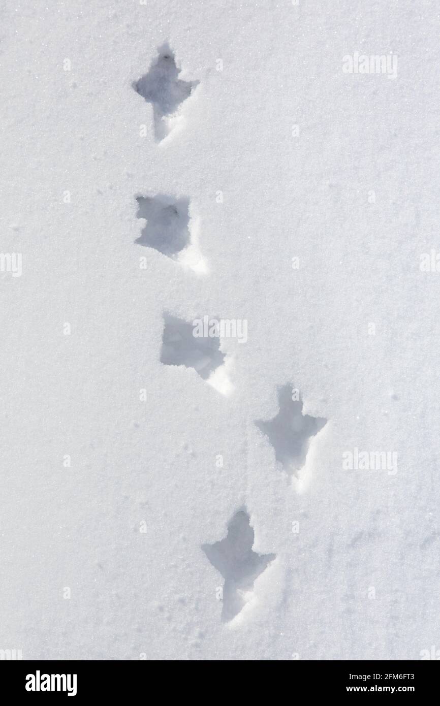 Rock ptarmigan (Lagopus muta / Lagopus mutus) deep tracks / footprints in soft snow in winter Stock Photo