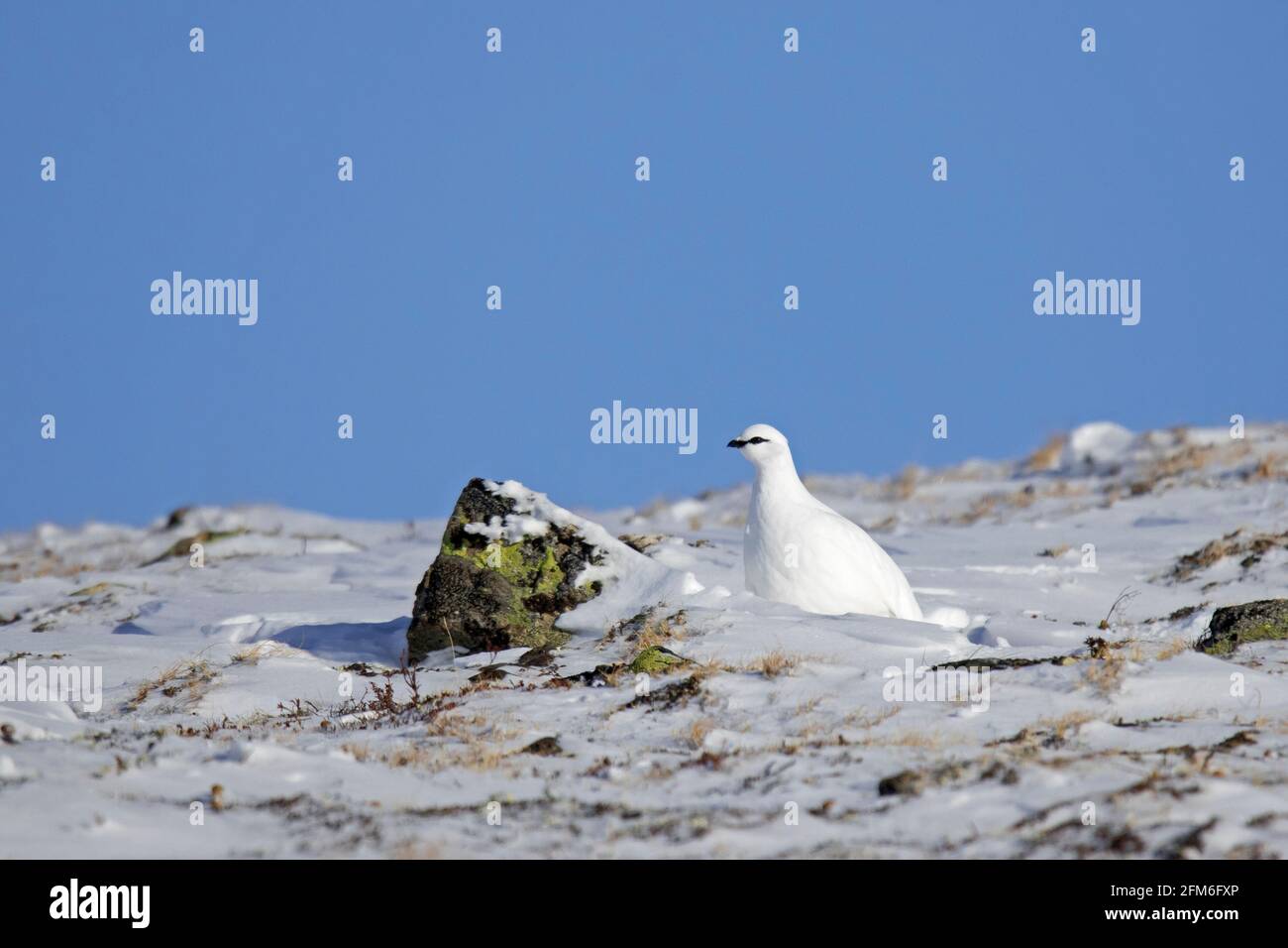 Rock ptarmigan (Lagopus muta / Lagopus mutus) hen / female in white winter plumage camouflaged in the snow on the tundra Stock Photo