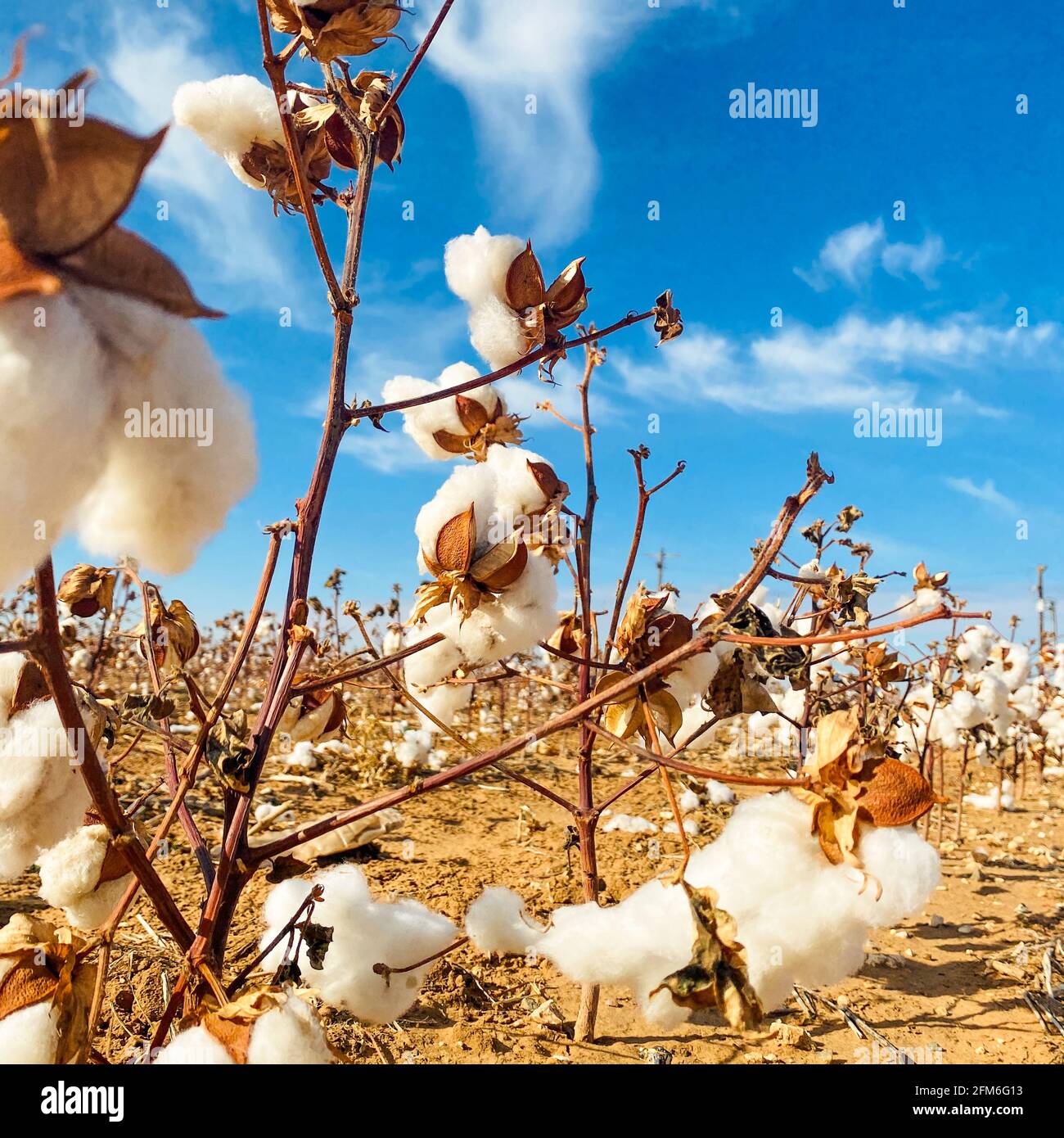 Landscape view with cotton bush Stock Photo
