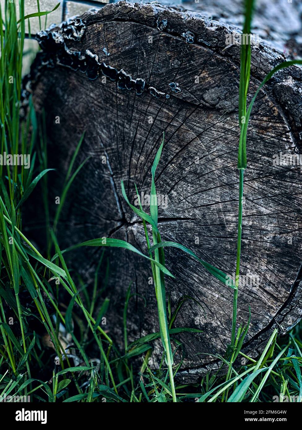 Log in grass close hi res stock photography and images Alamy