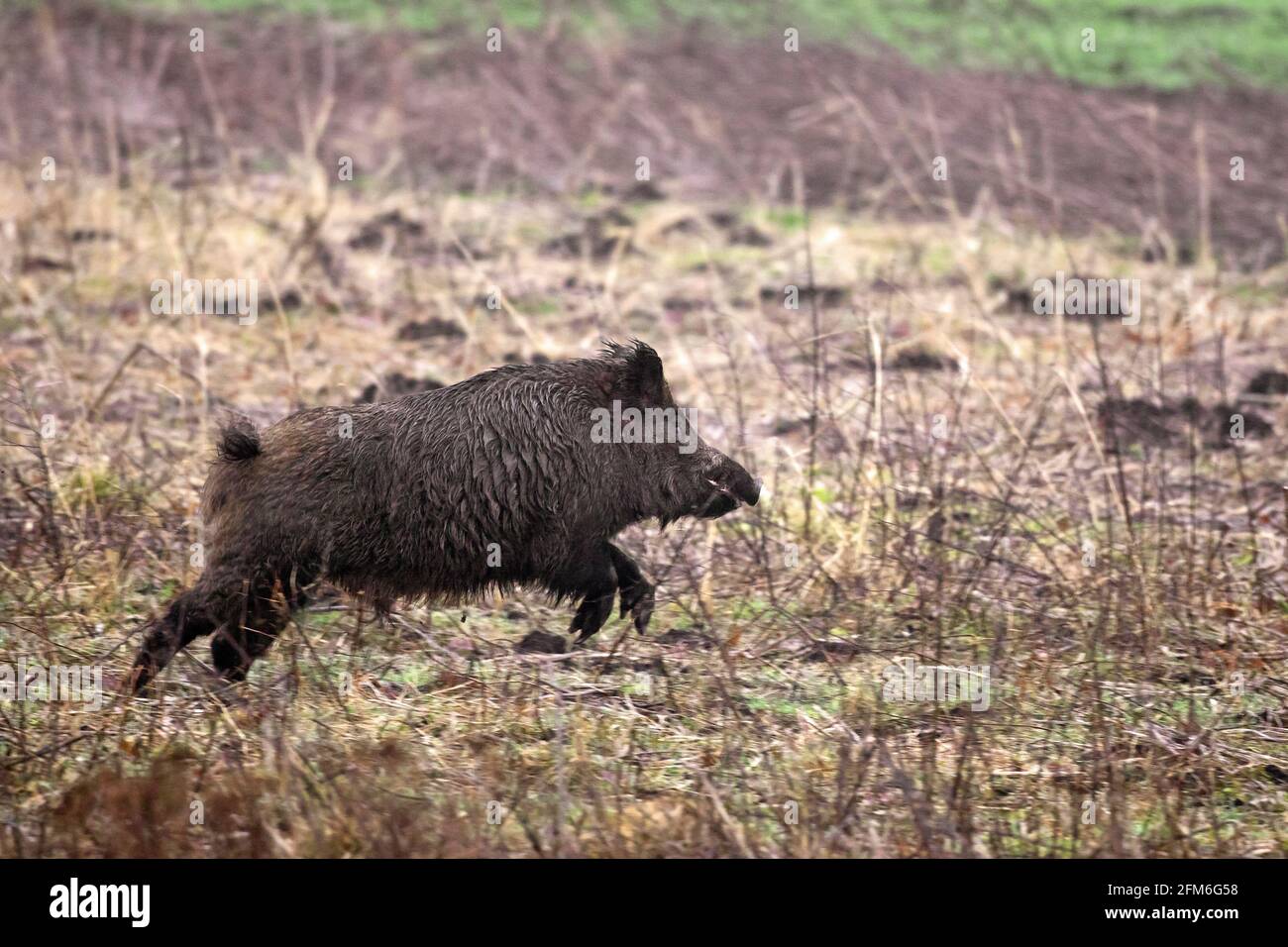 Hunted wild boar (Sus scrofa) running / fleeing over field during battue Stock Photo