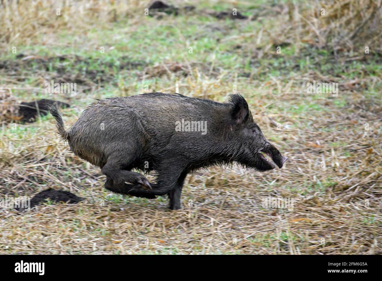 Hunted wild boar (Sus scrofa) running / fleeing over field during battue Stock Photo
