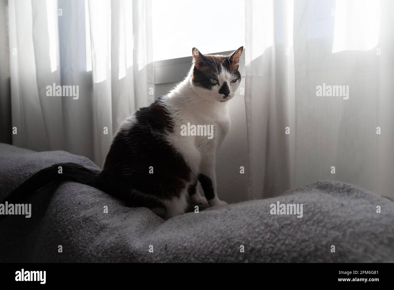 black and white cat with blue eyes sitting on the sofa by the window ...