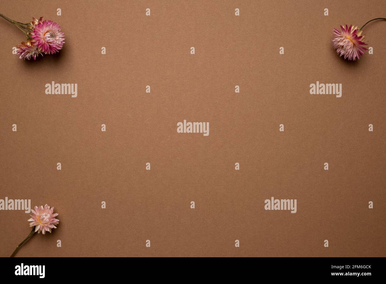 Dry pink flower on a light brown background. Trend, minimal