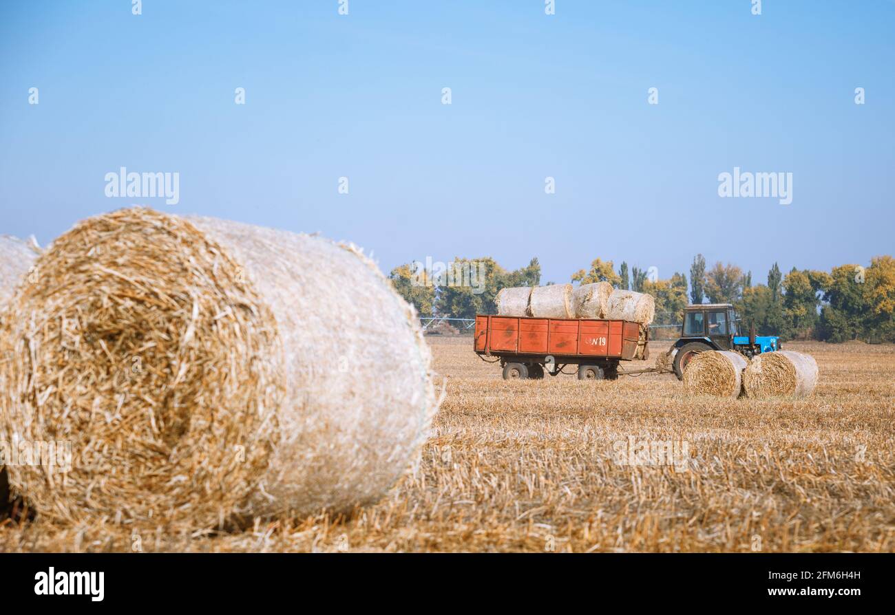 Hay bail harvesting in wonderful autumn farmers field landscape with hay stacks after cropping and golden ripening wheat field Stock Photo