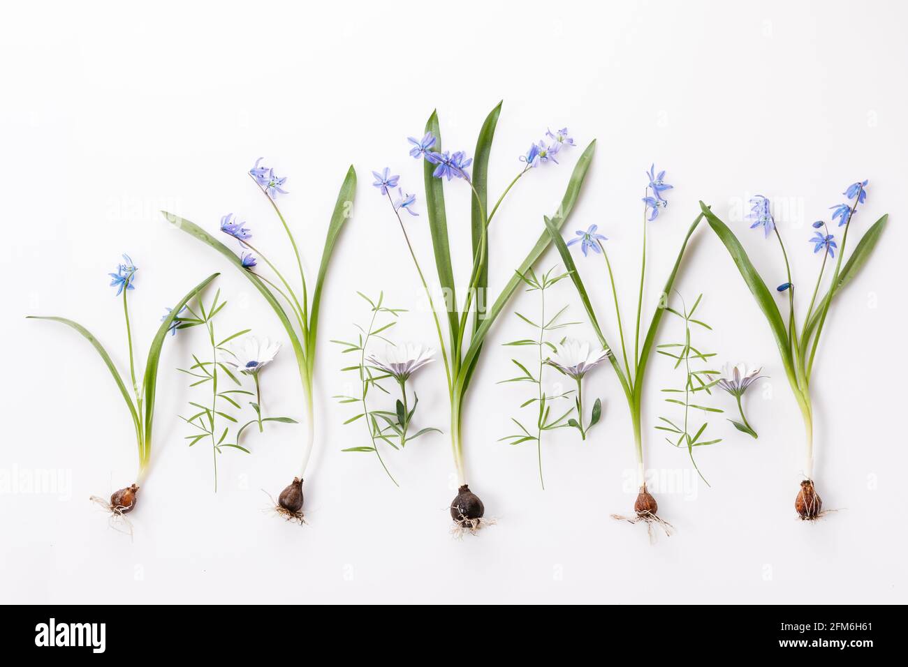 First spring bulbous flowers blue scilla on white background. Stock Photo