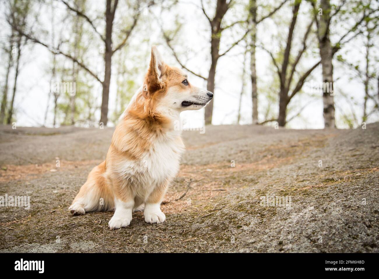 Welsh corgi pembroke stones hi-res stock photography and images - Alamy