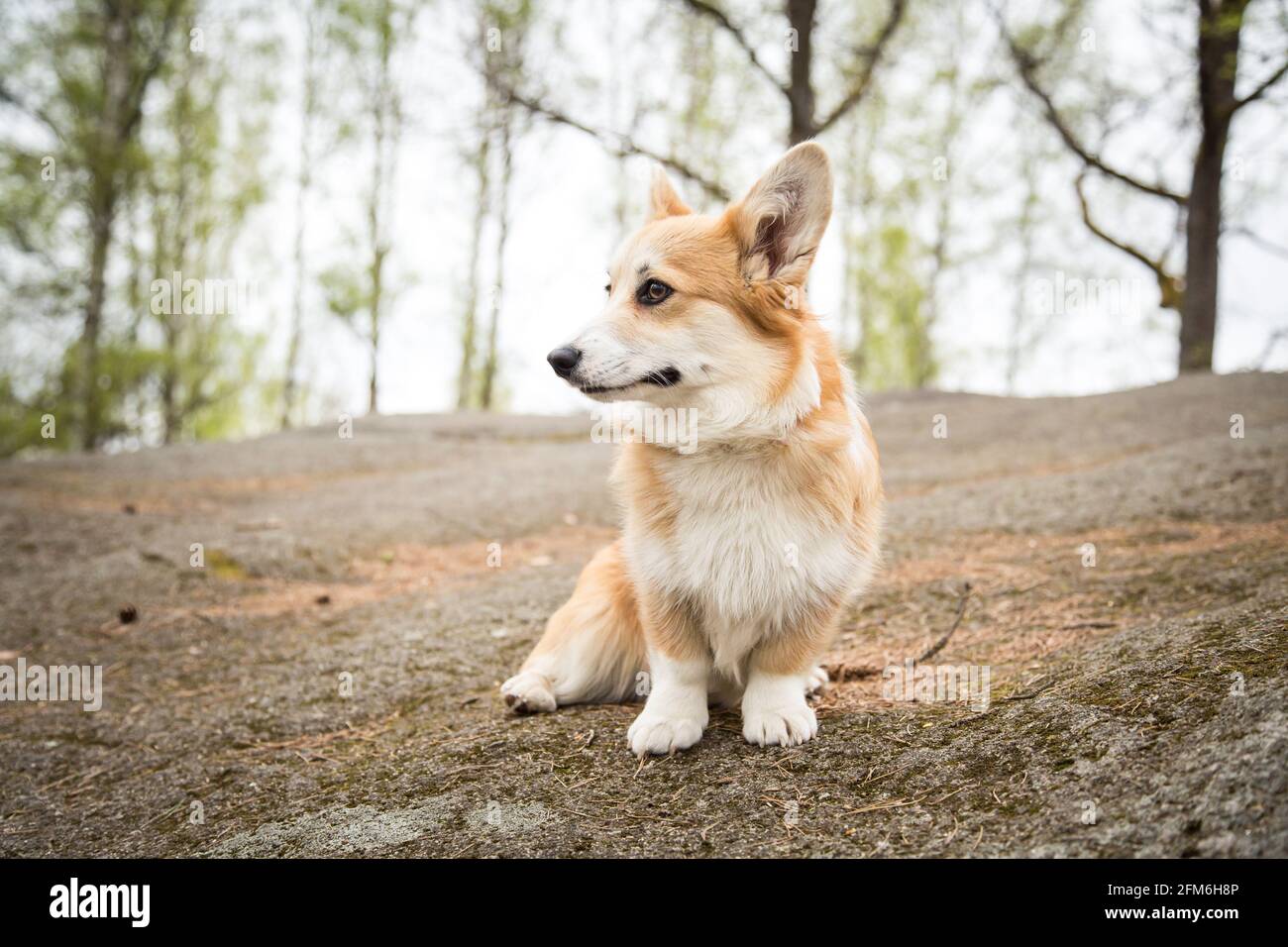 Welsh corgi pembroke stones hi-res stock photography and images - Alamy