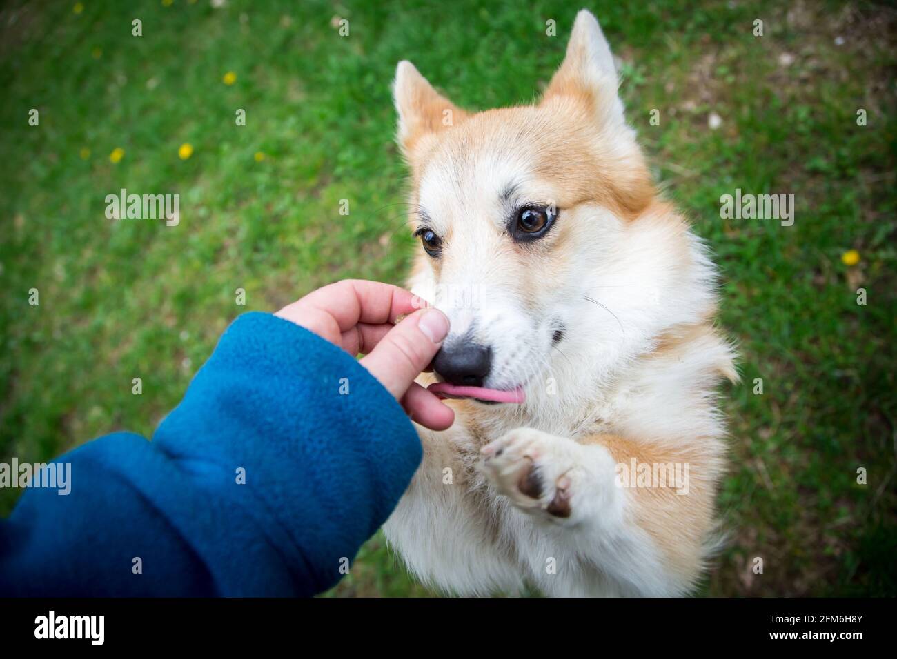 Welsh Corgi Pembroke begging for a dog treat Stock Photo