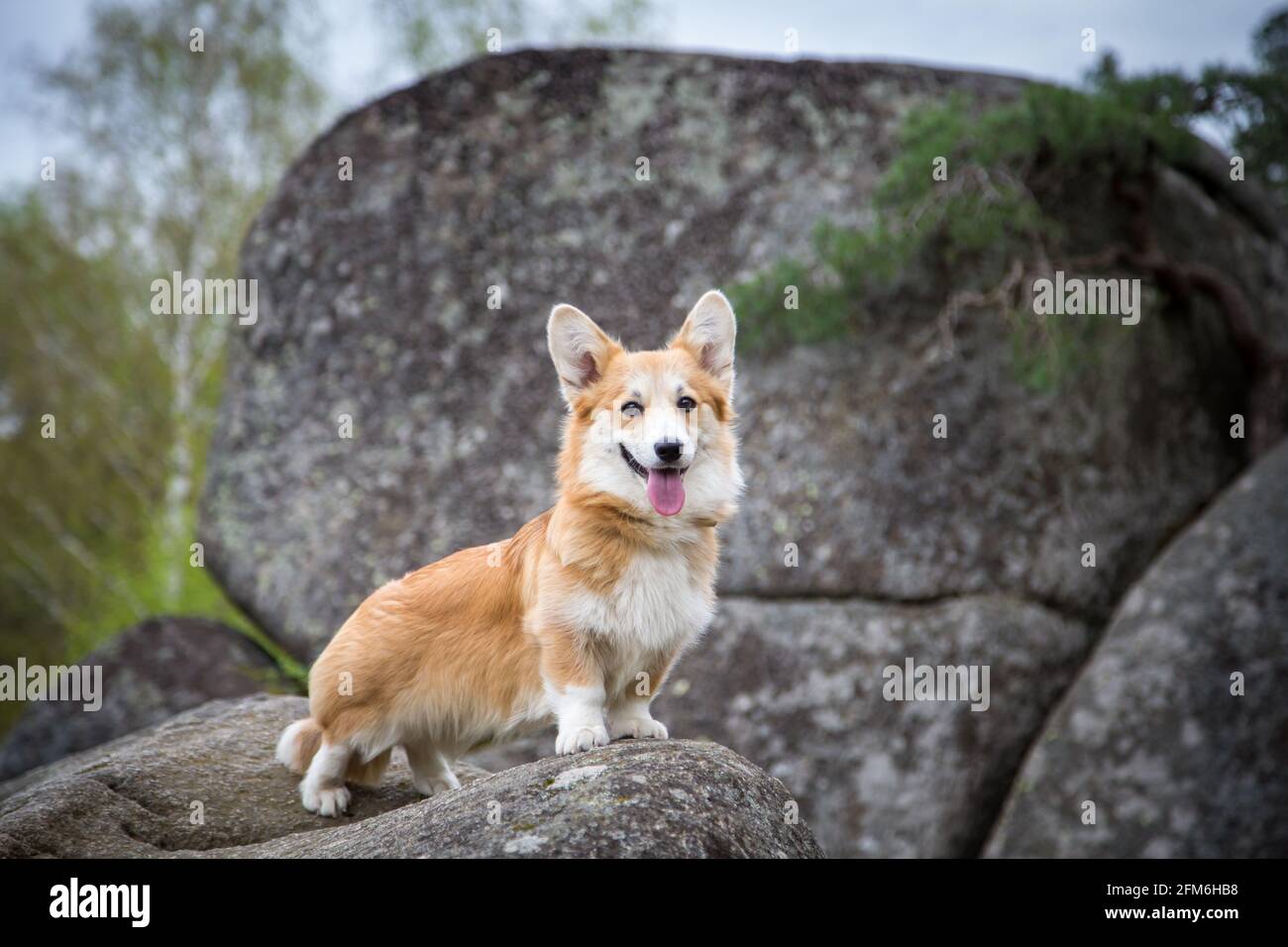 Welsh corgi pembroke rocks hi-res stock photography and images - Alamy