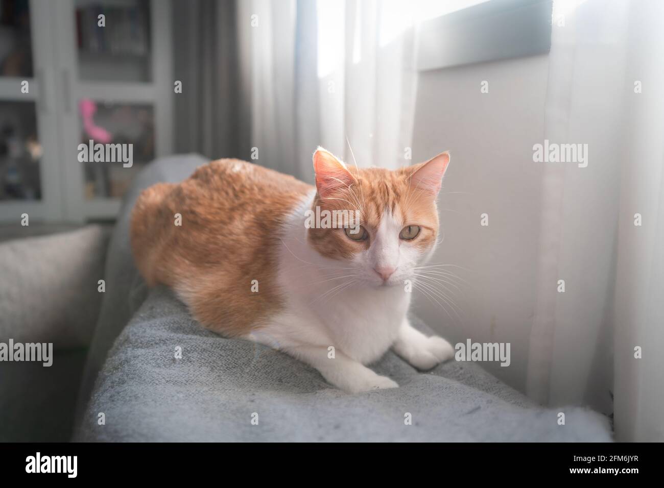 Brown and white cat with yellow eyes lying on the sofa Stock Photo - Alamy