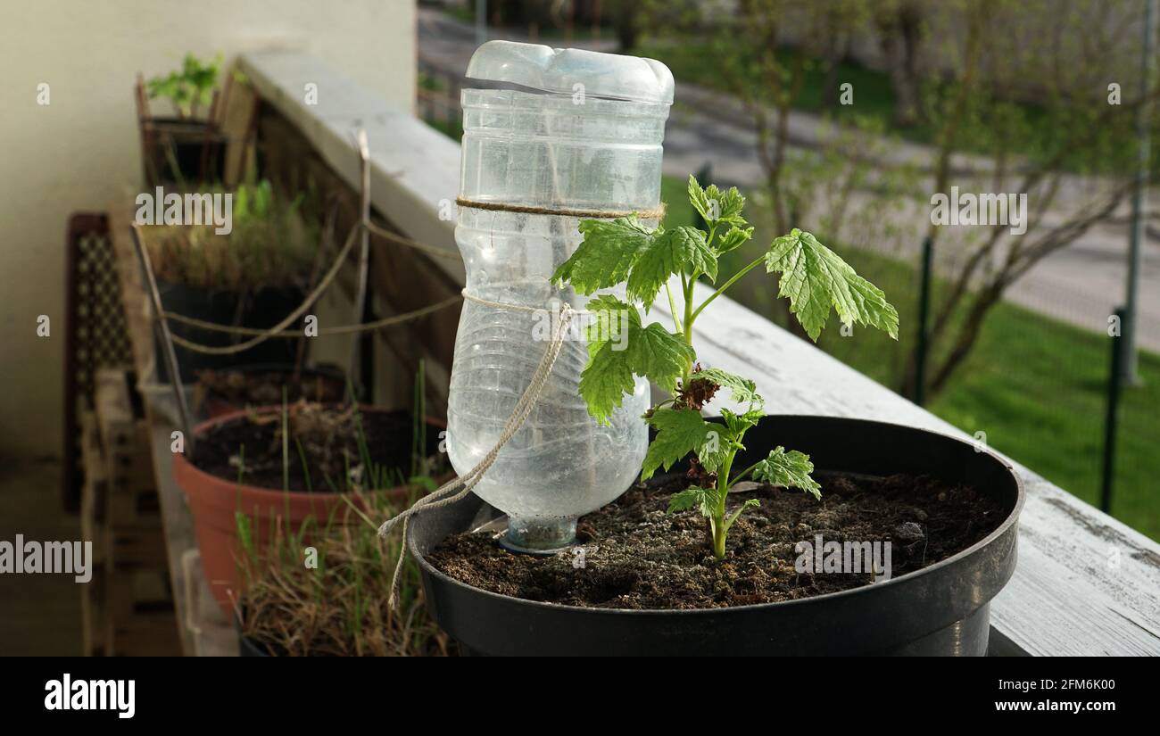 Home gardening on the balcony. DIY type plastic bottle watering system in a flower pot with a plant seedling on the loggia. A close-up scene with a pe Stock Photo