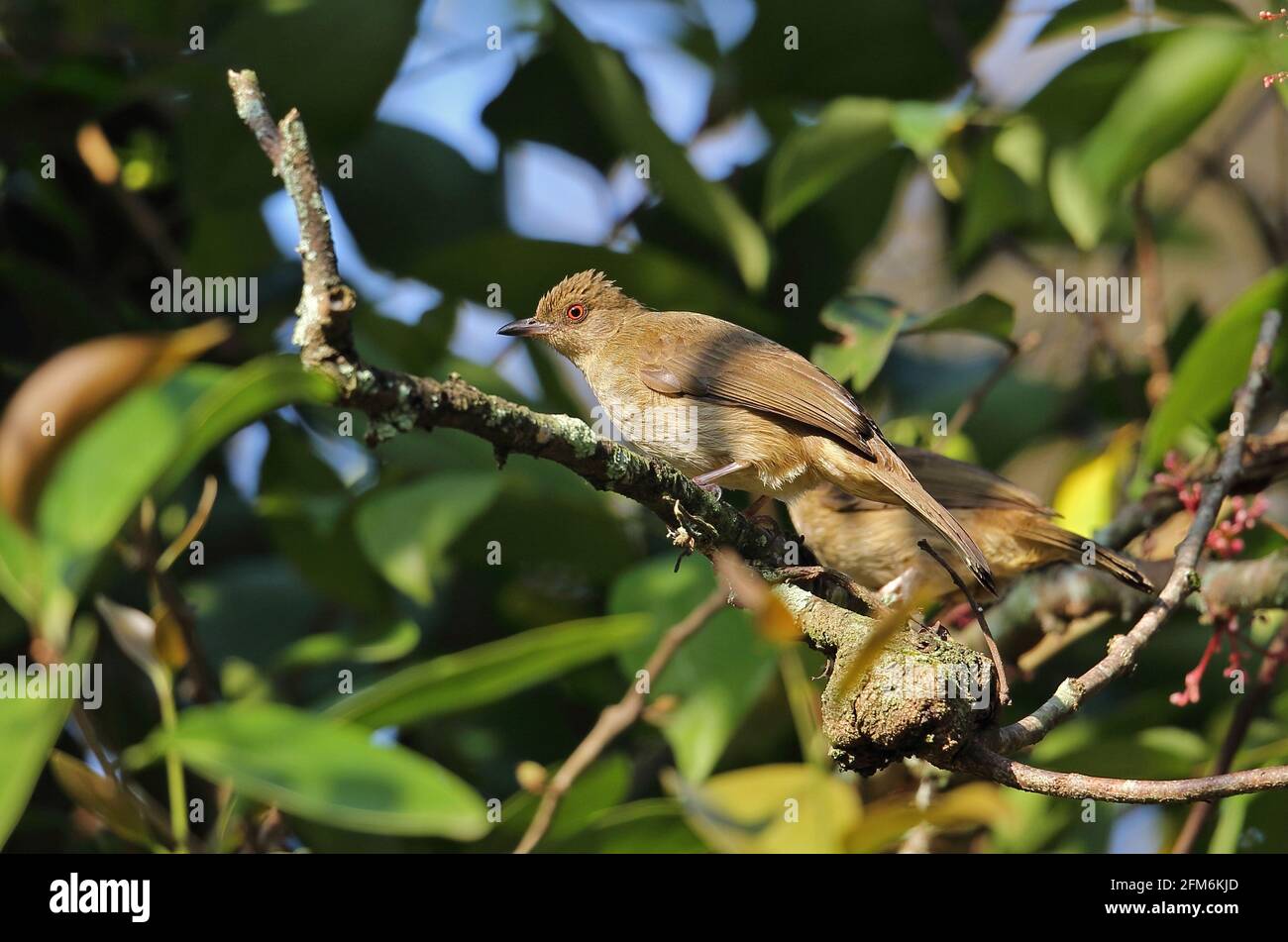 Red-eyed Bulbul (Pycnonotus brunneus brunneus) two adults perched on branch Taman Negara NP, Malaysia            February Stock Photo