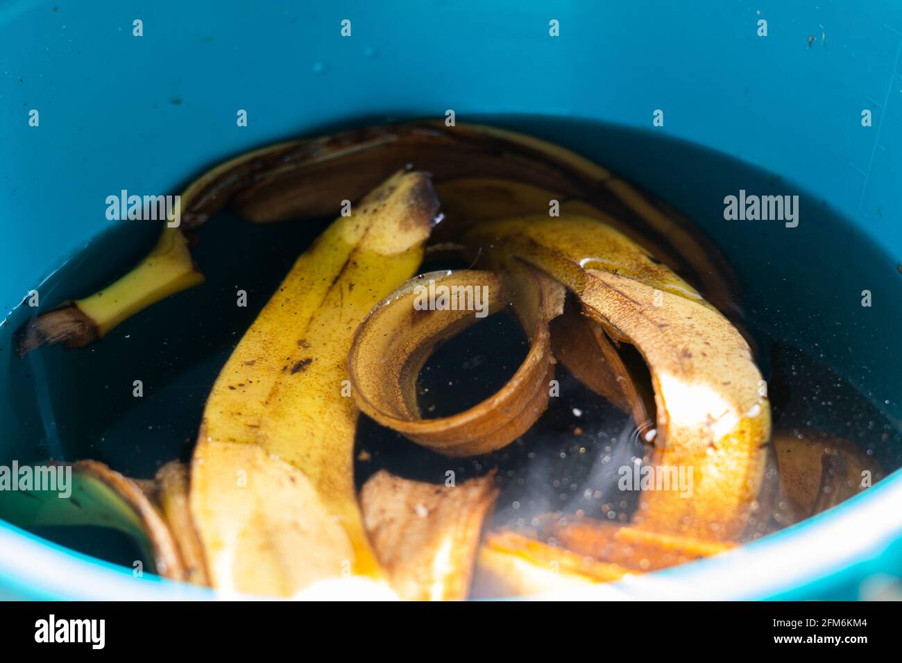Banana peel soaked in water in a bucket for plant fertilization Stock