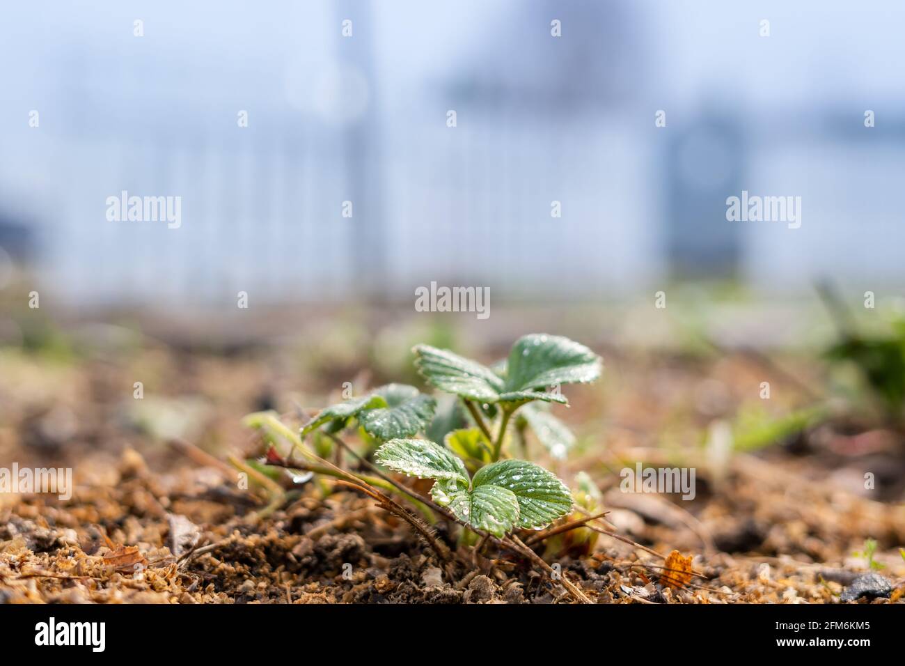 Strawberry seedlings grow in the home garden Stock Photo - Alamy