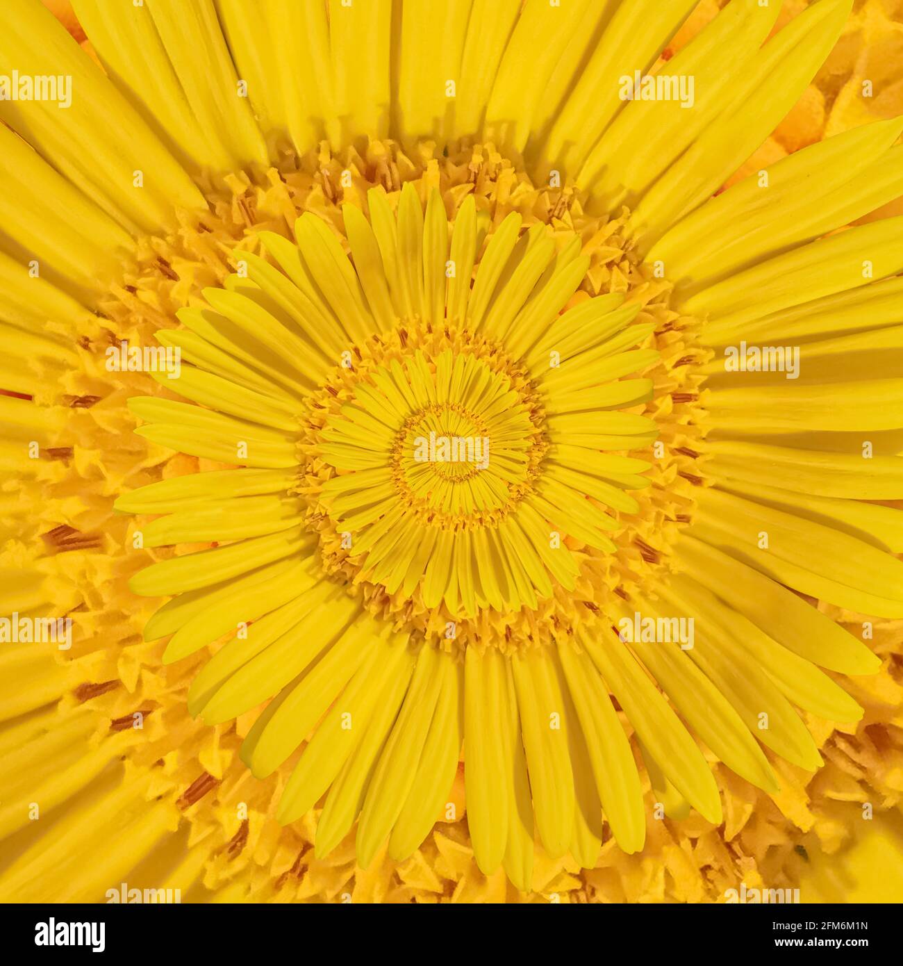 The yellow petals of a Leopard's Bane (Doronicum plantagineum) forming an infinity spiral Stock Photo
