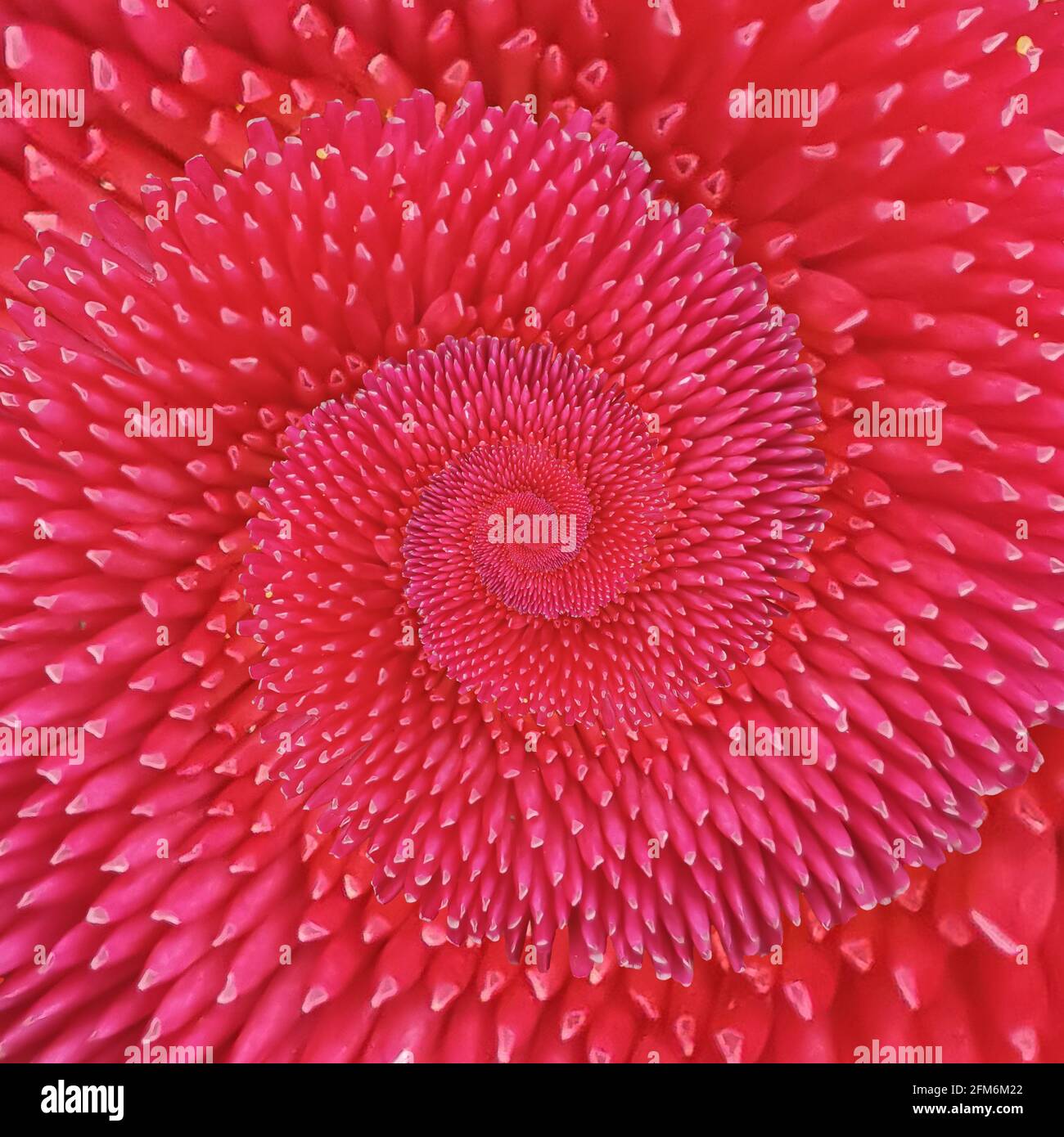 Red English Daisy (Bellis Perennis) petals forming an infinite spiral Stock Photo