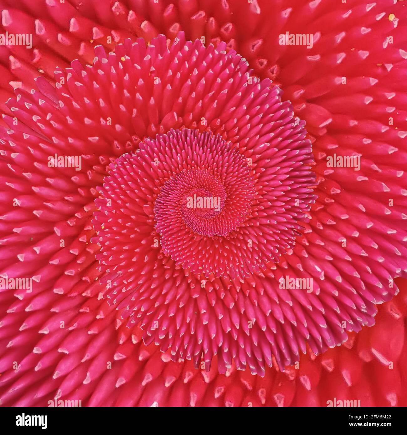 Red English Daisy Bellis Perennis petals forming an infinite