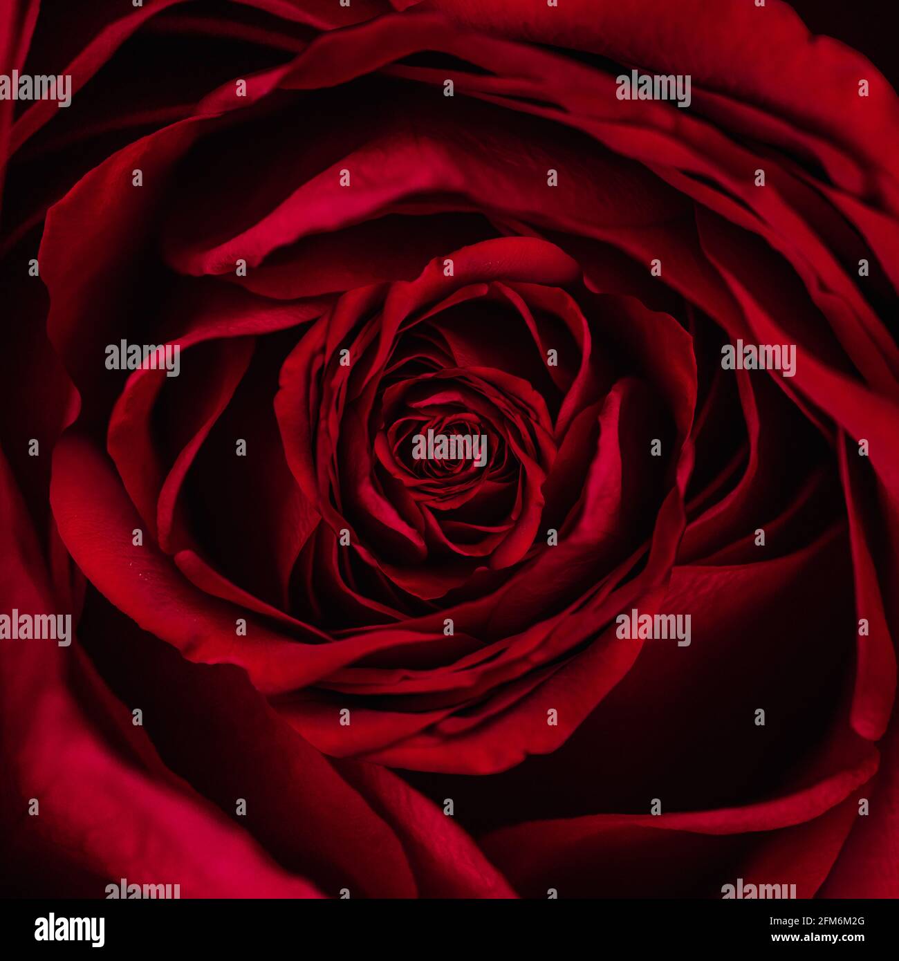 Beautiful red rose petals spiral for backgrounds Stock Photo - Alamy
