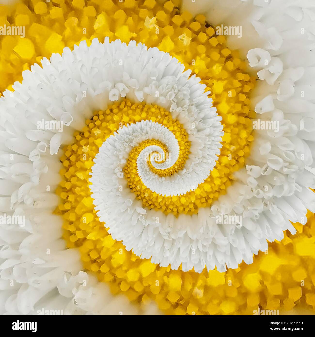 White English Daisy (Bellis Perennis) spiraling into itself Stock Photo