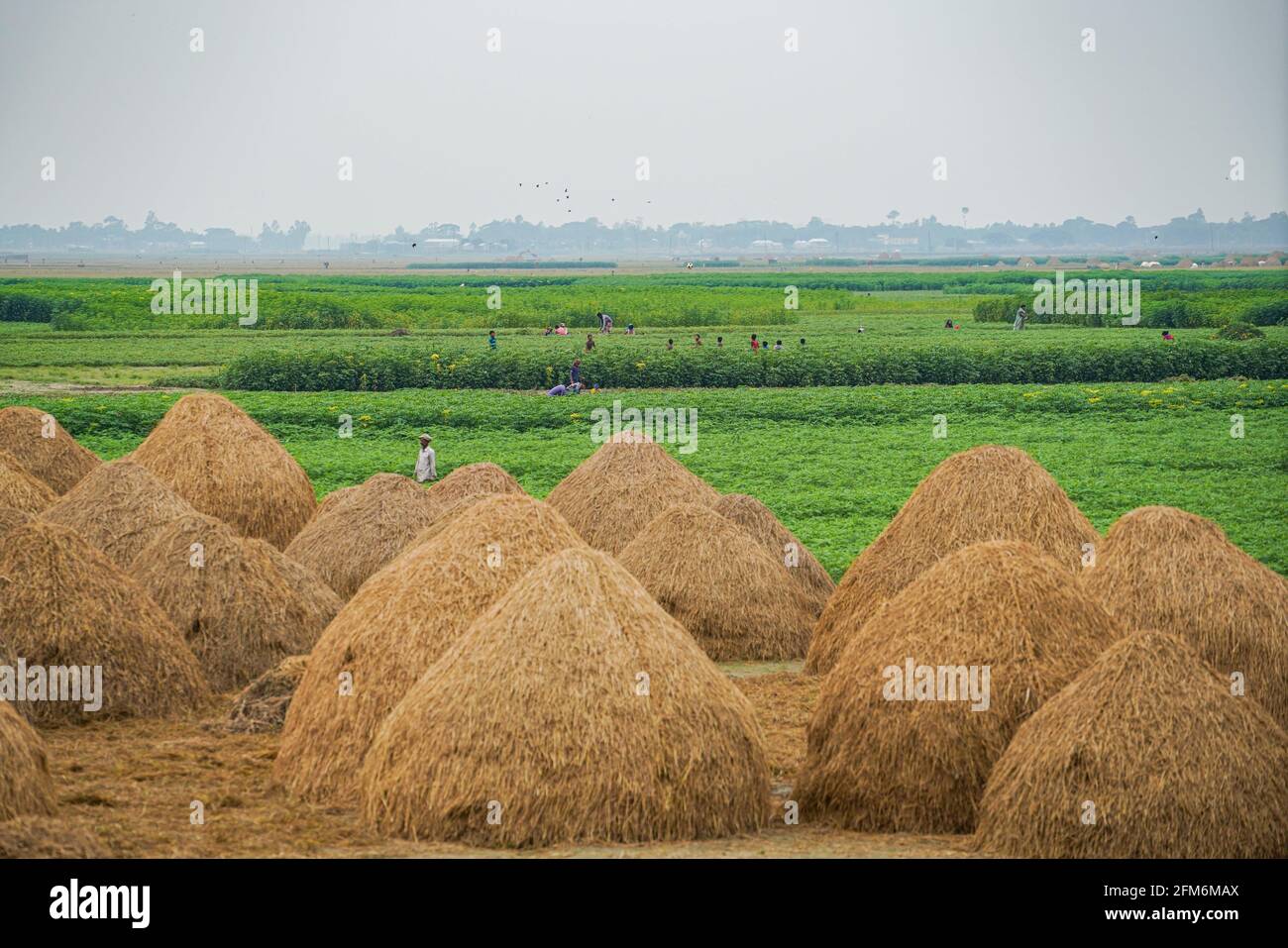 Dhaka, Dhaka, Bangladesh. 6th May, 2021. Bangladeshi farmers harvest