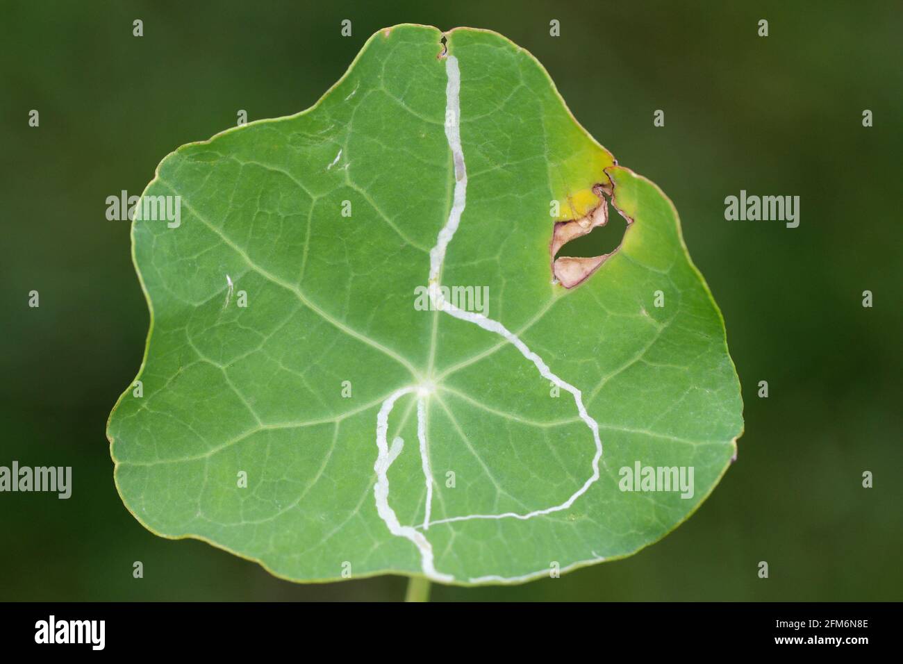 Liriomyza brassicae commonly known as the cabbage leafminer on nasturtium Tropaeolum leaf. It is a species of insect, a fly in the family Agromyzidae. Stock Photo