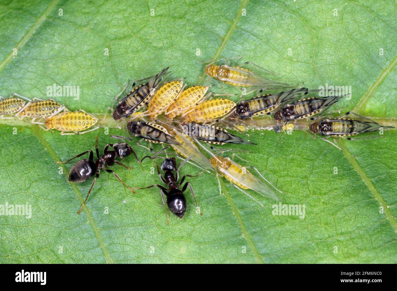 Large walnut aphid (Panaphis juglandis) on the upper side of leaf of walnut (Juglans regia) nymphs and adults. Stock Photo